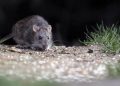 Qué es el hantavirus, la enfermedad que mantiene en vilo a un crucero en altamar