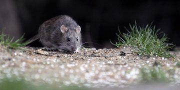 Qué es el hantavirus, la enfermedad que mantiene en vilo a un crucero en altamar