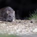 Qué es el hantavirus, la enfermedad que mantiene en vilo a un crucero en altamar