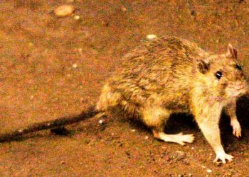 Alerta por hantavirus en Buenos Aires: ya hubo siete muertos en lo que va del año y 18 casos confirmados