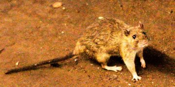Alerta por hantavirus en Buenos Aires: ya hubo siete muertos en lo que va del año y 18 casos confirmados