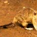 Alerta por hantavirus en Buenos Aires: ya hubo siete muertos en lo que va del año y 18 casos confirmados
