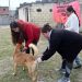 Zoonosis brindará talleres y realizará operativos sanitarios en distintos puntos de la ciudad