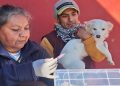 Zoonosis realizará operativos de vacunación, desparasitación y quirófano externo en distintos barrios de la ciudad