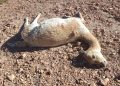 Investigan una nueva matanza de vicuñas en la zona de Vilama