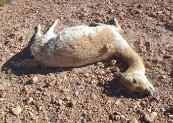 Investigan una nueva matanza de vicuñas en la zona de Vilama