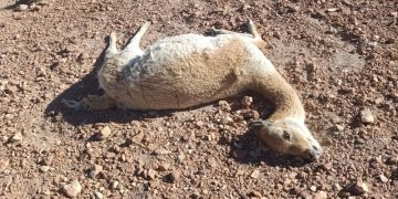 Investigan una nueva matanza de vicuñas en la zona de Vilama