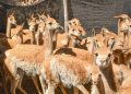 Histórico: imponen la multa más alta por caza furtiva de vicuñas en Jujuy