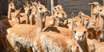 Histórico: imponen la multa más alta por caza furtiva de vicuñas en Jujuy