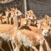 Histórico: imponen la multa más alta por caza furtiva de vicuñas en Jujuy
