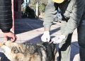 La campaña gratuita de vacunación antirrábica y registro de mascotas continúa recorriendo los barrios de la ciudad