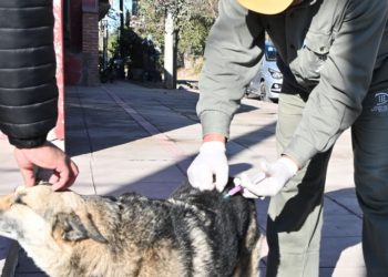 La campaña gratuita de vacunación antirrábica y registro de mascotas continúa recorriendo los barrios de la ciudad