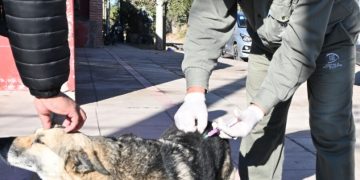 La campaña gratuita de vacunación antirrábica y registro de mascotas continúa recorriendo los barrios de la ciudad