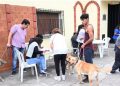 La campaña de vacunación antirrábica queda suspendida temporalmente por falta de provisión de dosis de Nación