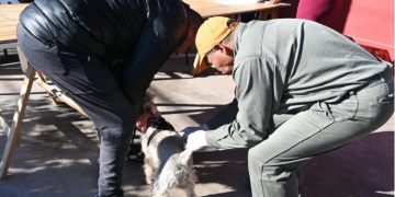 La Municipalidad continúa con la campaña gratuita de vacunación antirrábica y registro de mascotas en distintos barrios