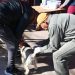 La Municipalidad continúa con la campaña gratuita de vacunación antirrábica y registro de mascotas en distintos barrios