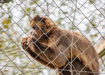Qué hacer ante la presencia de monos en Jujuy