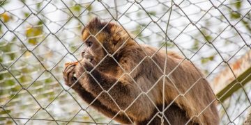Qué hacer ante la presencia de monos en Jujuy