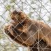 Qué hacer ante la presencia de monos en Jujuy