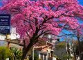 Lapacho rosado: la flor de Jujuy y la urgencia de preservar el arbolado urbano