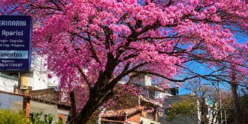 Lapacho rosado: la flor de Jujuy y la urgencia de preservar su arbolado urbano