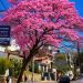 Lapacho rosado: la flor de Jujuy y la urgencia de preservar su arbolado urbano