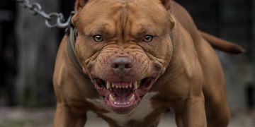 El desgarrador relato de la madre del niño asesinado por un pitbull en Córdoba