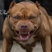 El desgarrador relato de la madre del niño asesinado por un pitbull en Córdoba