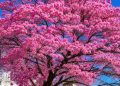 Jujuy celebra el esplendor del lapacho rosado, símbolo natural de la provincia