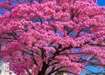 Jujuy celebra el esplendor del lapacho rosado, símbolo natural de la provincia