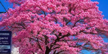 Jujuy celebra el esplendor del lapacho rosado, símbolo natural de la provincia