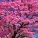 Jujuy celebra el esplendor del lapacho rosado, símbolo natural de la provincia