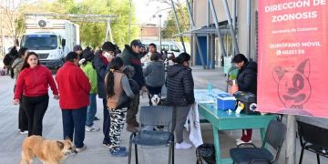 Importante operativo municipal de desparasitación y castración de mascotas se realizó en Campo Verde
