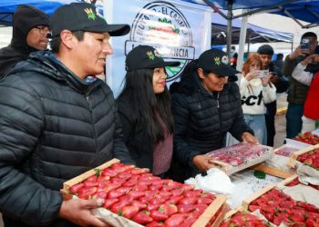 El gobernador destacó el impacto de la producción de frutilla en la generación de empleo