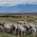 La Corte Suprema dejó vigente un decreto del Gobierno que permite la venta sin límites de tierras a extranjeros