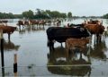 El fenómeno de El Niño provoca la crecida del Paraná: productores evacúan sus animales ante el pico del río