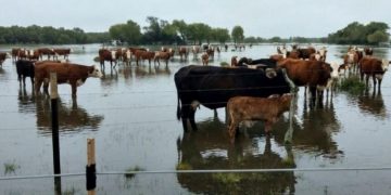 El fenómeno de El Niño provoca la crecida del Paraná: productores evacúan sus animales ante el pico del río