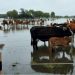 El fenómeno de El Niño provoca la crecida del Paraná: productores evacúan sus animales ante el pico del río