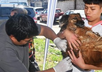 Zoonosis: el quirófano móvil y los operativos de vacunación recorren distintos barrios