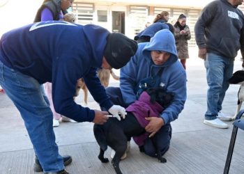 Zoonosis: el quirófano móvil recorrerá distintos barrios y habrá un operativo de Bienestar Animal