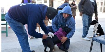 Zoonosis: el quirófano móvil recorrerá distintos barrios y habrá un operativo de Bienestar Animal