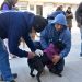 Zoonosis: el quirófano móvil recorrerá distintos barrios y habrá un operativo de Bienestar Animal