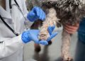 Leptospirosis en Argentina: se notificaron 76 casos confirmados y 106 probables en humanos