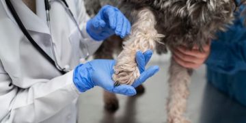 Leptospirosis en Argentina: se notificaron 76 casos confirmados y 106 probables en humanos