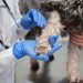 Leptospirosis en Argentina: se notificaron 76 casos confirmados y 106 probables en humanos