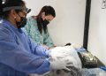 Zoonosis: cronograma semanal del quirófano móvil y operativo de bienestar animal