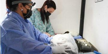 Zoonosis: cronograma semanal del quirófano móvil y operativo de bienestar animal