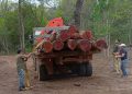 San Pedro: Control forestal intervino en una extracción no autorizada