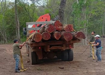 San Pedro: Control forestal intervino en una extracción no autorizada