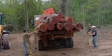 San Pedro: Control forestal intervino en una extracción no autorizada